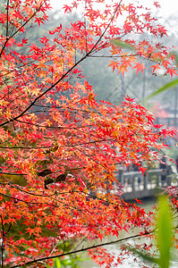 树叶阳光南京栖霞山的枫叶背景