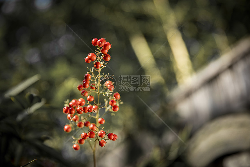 植物枸骨图片