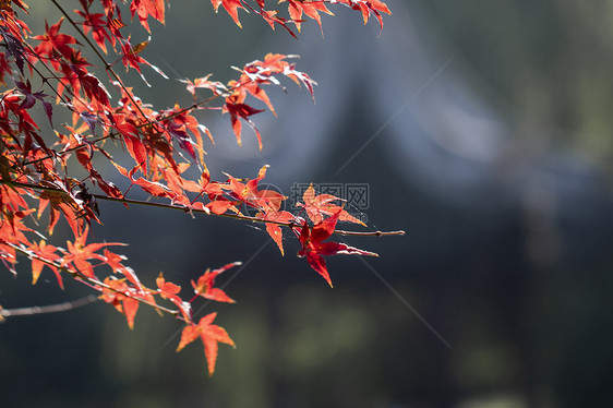 秋季盛开的枫叶图片