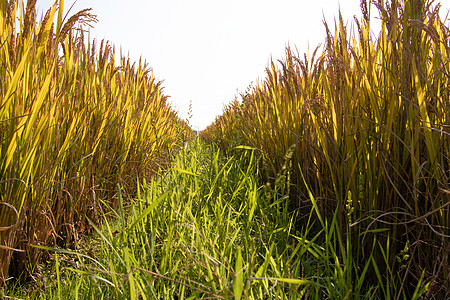 农民丰收水稻背景