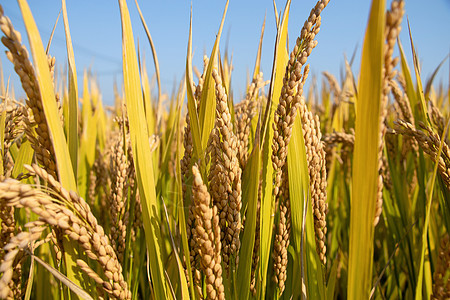 水稻自然高清图片素材