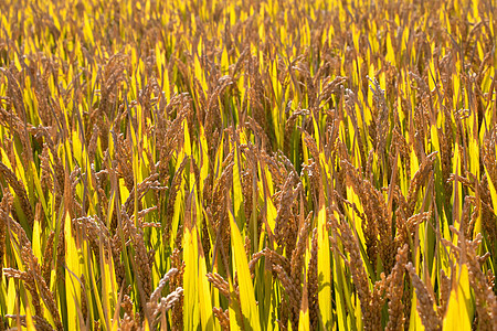 水稻稻穗高清图片素材