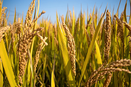 丰收农民水稻背景