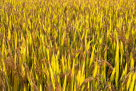 芒种时节水稻秋季高清图片素材