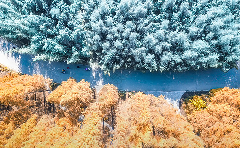 下雪马路秋冬背景