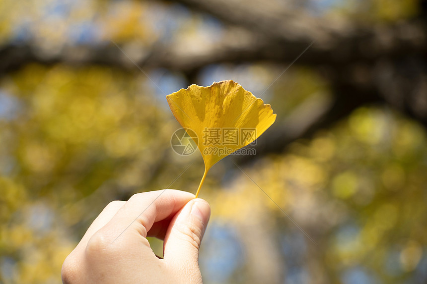 手拿银杏叶图片