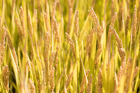 秋天里田间的水稻自然风光高清图片素材