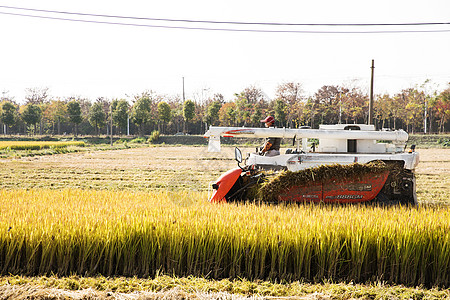 农民伯伯收隔水稻图片