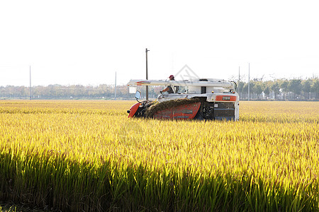 芒种时节农民伯伯收割水稻背景