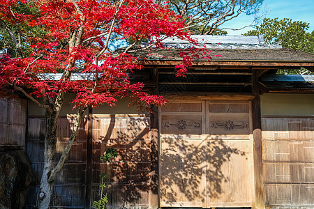 日本京都建筑红枫图片