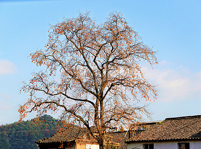 秋天果树柿子树背景