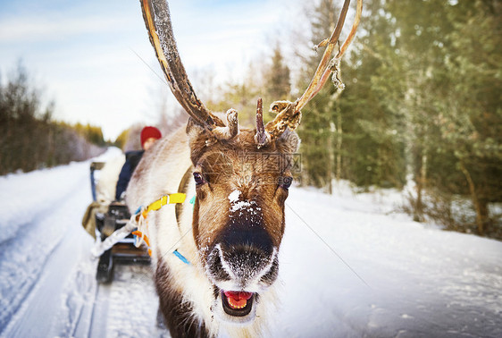 北欧芬兰洛瓦涅米圣诞老人村驯鹿拉雪橇图片