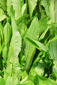 油麦菜健康蔬菜油麦菜高清图片