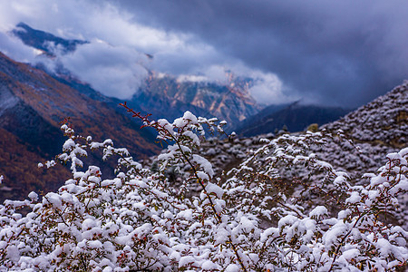 雪图片