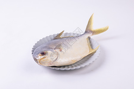 生鲜鱼金鲳鱼背景