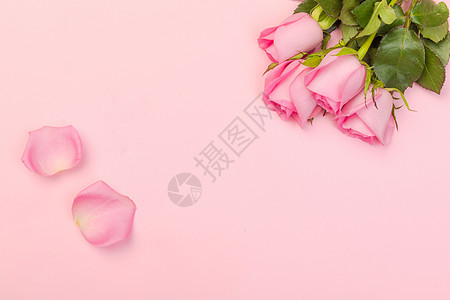七夕情人节粉色玫瑰图片