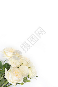 白色背景图情人节七夕白玫瑰背景