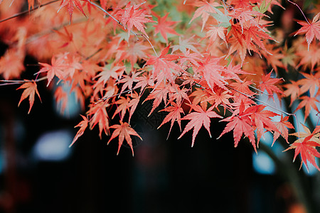 长白山秋色枫叶秋色背景