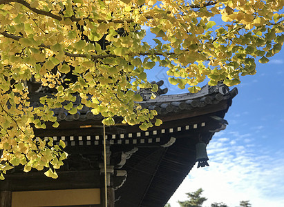 日本秋之韵日本京都寺庙银杏背景