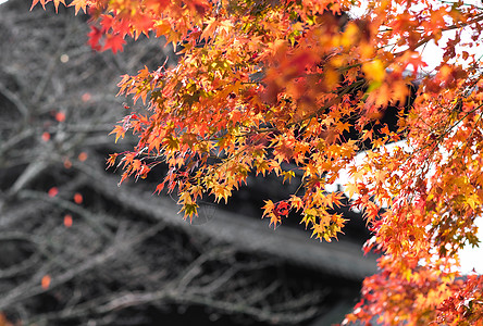 日本 枫叶日本京都寺庙枫叶背景