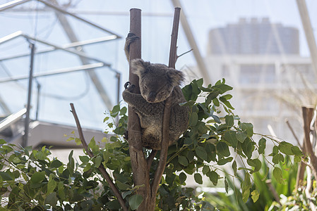 考拉动物澳大利亚悉尼动物园考拉馆背景