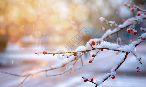 雪压树枝冬天风景设计图片