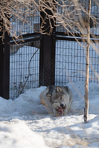 北海道动物园正在进食的日本狼图片