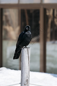 北海道动物园乌鸦背景图片