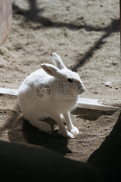 北海道动物园野兔图片