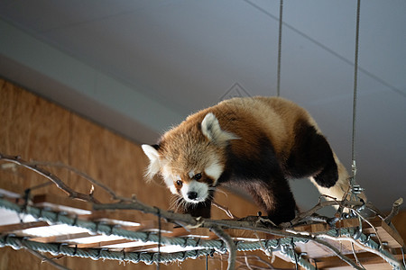 北海道动物园小熊猫图片