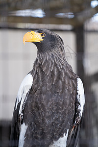北海道动物园鹰高清图片