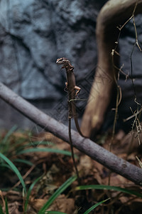北海道动物园蜥蜴图片