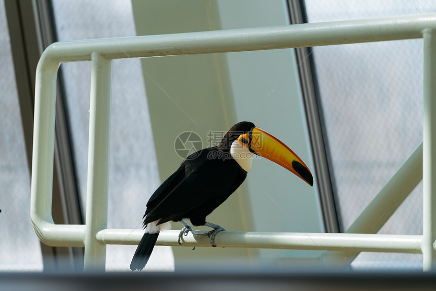 北海道动物园巨嘴鸟特写图片