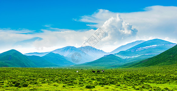 新疆天山下的草原唯美风景背景