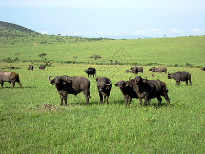 肯尼亚马赛马拉国家公园背景图片