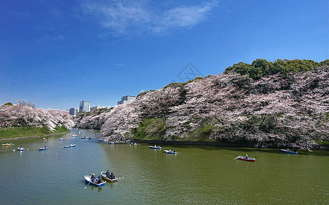 日本游东京盛开河畔樱花背景