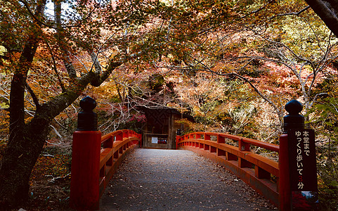 日本 枫叶京都红叶红色拱桥背景