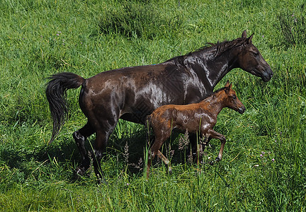 母马和小马奔跑图片
