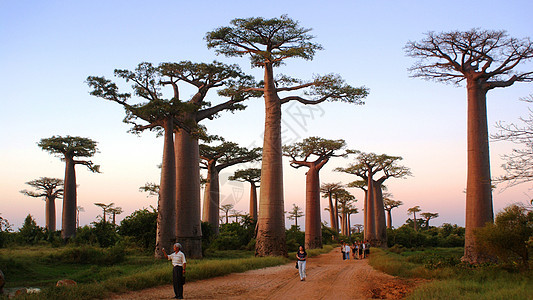 马达加斯加猴面包树背景图片