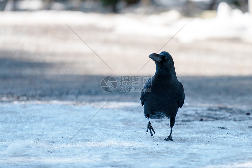 北海道动物园乌鸦图片