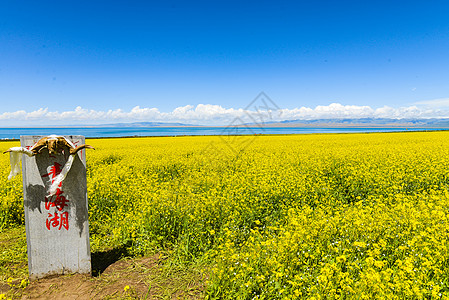 青海湖油菜花田背景图片