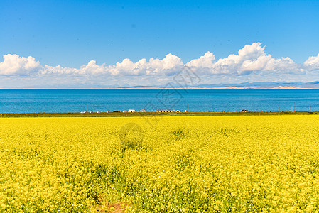 青海湖旅游盛开的青海湖油菜花背景