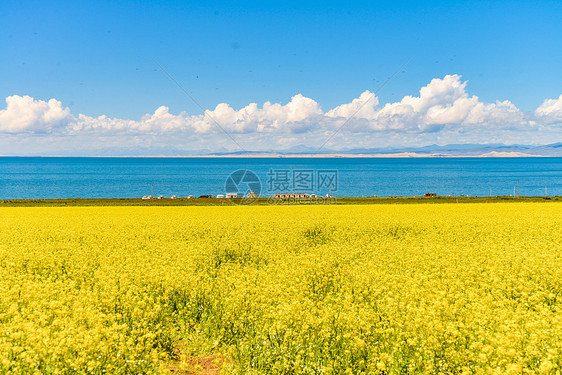 盛开的青海湖油菜花图片