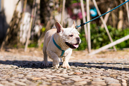 秋天的法斗法国斗牛犬高清图片