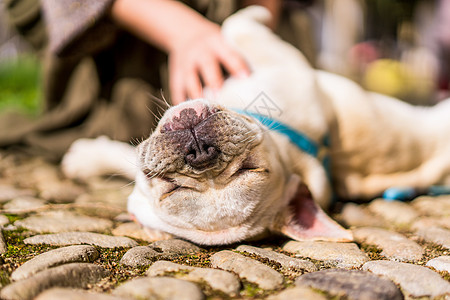 秋天的法斗法国斗牛犬高清图片