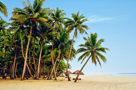 海南椰子树海南三亚的椰林参天背景