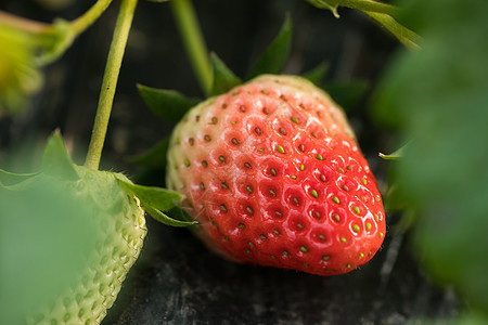 在果园里采摘草莓草莓采摘高清图片素材