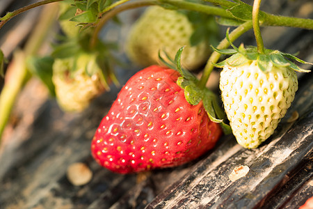 在果园里采摘草莓水果高清图片素材