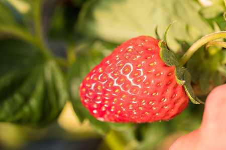 在果园里采摘草莓绿色农业高清图片素材