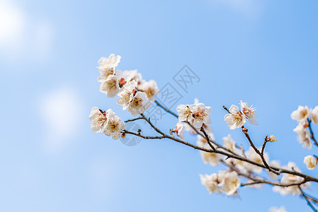 盛开的梅花背景图片